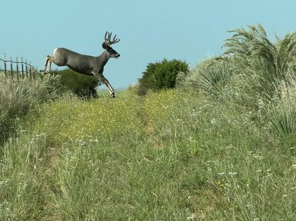 Land for sale in Donley County, Texas