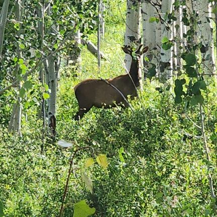 Hunting Property for sale in Mesa County, Colorado
