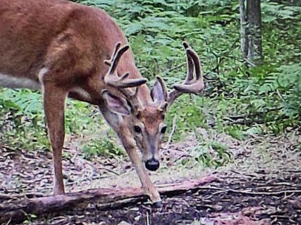 Hunting Property in Gladwin County, Michigan