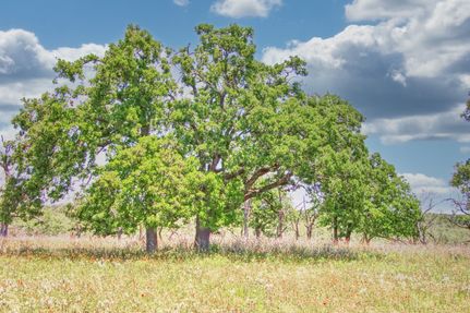 Farm and Ranch for sale in Gillespie County, Texas