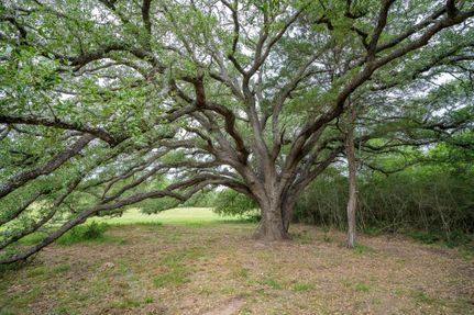 Undeveloped Land for sale in Caldwell County, Texas
