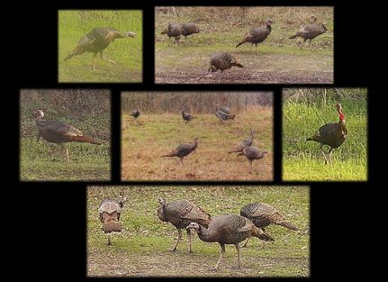 Farm and Ranch for sale in Panola County, Mississippi