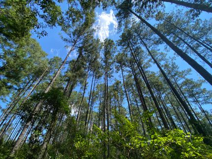Land for sale in Baldwin County, Alabama