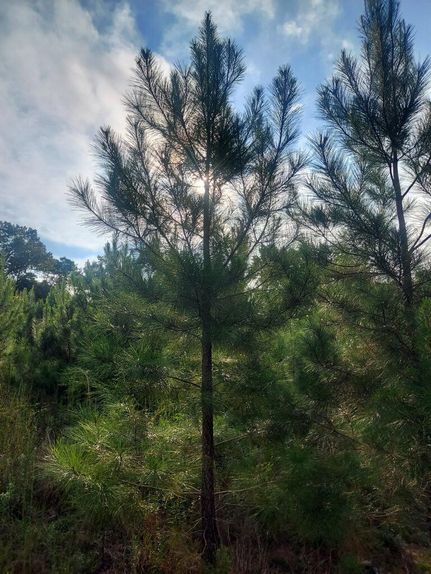 Timberland Property for sale in Quitman County, Georgia