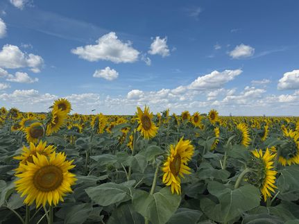 Land in Emmons County, North Dakota
