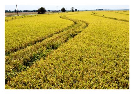 Undeveloped Land for sale in Monroe County, Arkansas