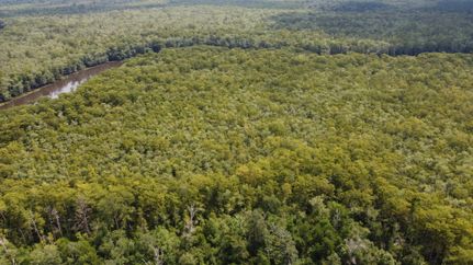 Undeveloped Land for sale in Livingston Parish, Louisiana