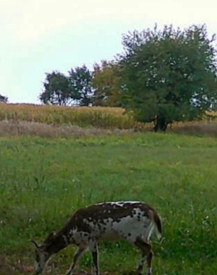 Recreational Property in Eaton County, Michigan