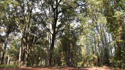 Hunting Property for sale in Putnam County, Florida