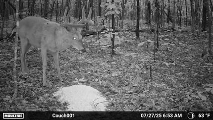 Timberland Property in Morgan County, Tennessee