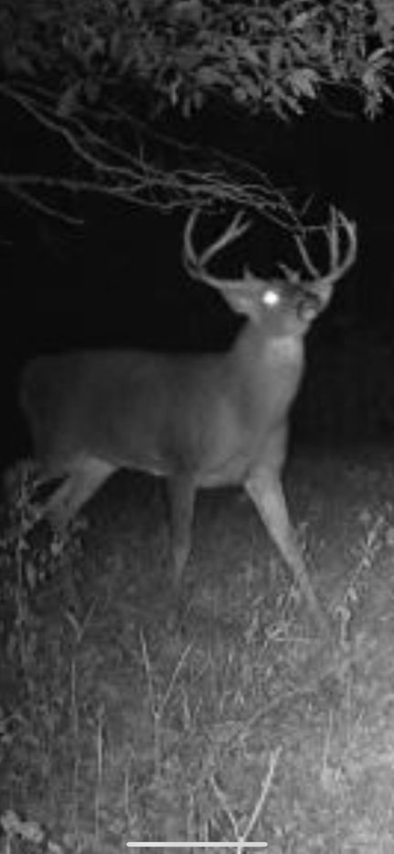 Timberland Property in Fayette County, Illinois