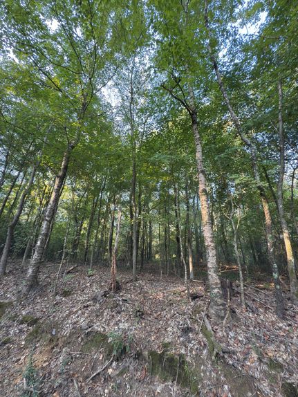 Undeveloped Land for sale in Shelby County, Texas