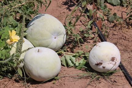 Farm and Ranch for sale in Atascosa County, Texas