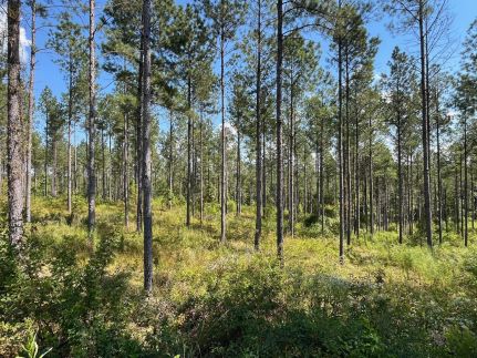 Undeveloped Land for sale in Elmore County, Alabama