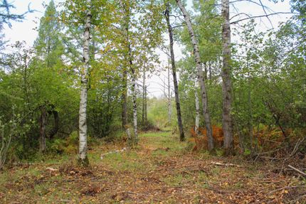 Land for sale in Taylor County, Wisconsin