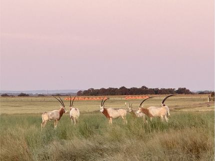 Undeveloped Land for sale in Gillespie County, Texas