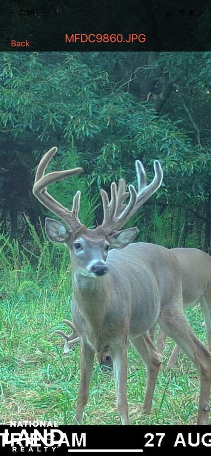 Timberland Property in Wicomico County, Maryland