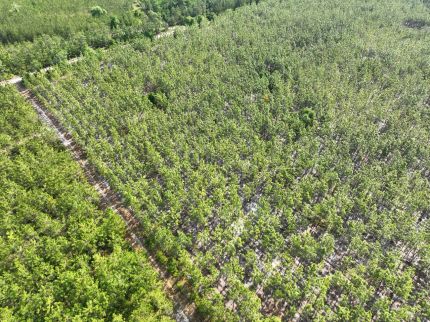 Timberland Property for sale in Charlton County, Georgia