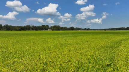 Land for sale in Monroe County, Arkansas