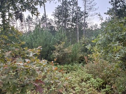 Hunting Property for sale in Burnett County, Wisconsin