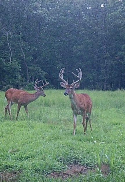 Farm and Ranch for sale in Madison County, Missouri