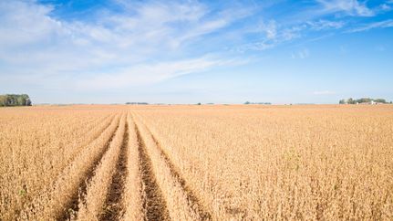 Land for sale in Buena Vista County, Iowa