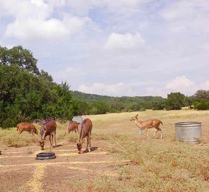 Farm and Ranch for sale in Medina County, Texas