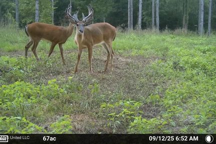 Timberland Property in Amite County, Mississippi