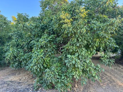 Farm and Ranch for sale in Butte County, California