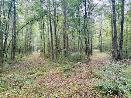 Land for sale in Amite County, Mississippi