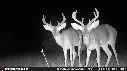 Undeveloped Land for sale in Duval County, Texas