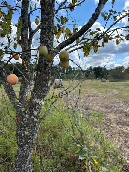 Farm and Ranch for sale in Callaway County, Missouri