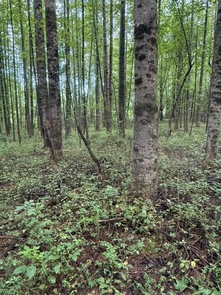 Land for sale in Hall County, Georgia