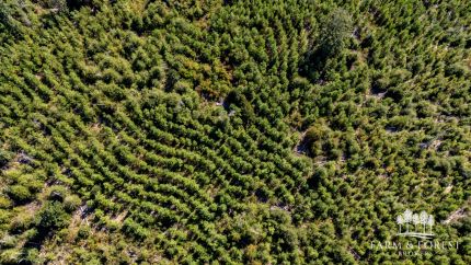 Timberland Property for sale in Jackson County, Florida