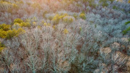 Recreational Property for sale in Cleburne County, Alabama