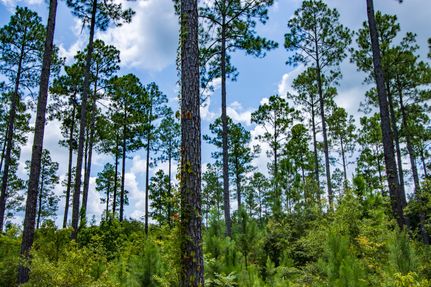 Farm and Ranch for sale in Houston County, Alabama