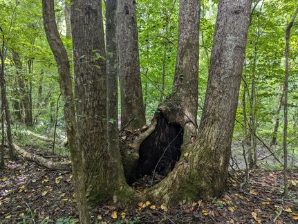 Hunting Property for sale in Macon County, Alabama