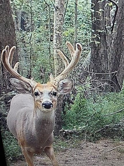 Timberland Property for sale in Muhlenberg County, Kentucky