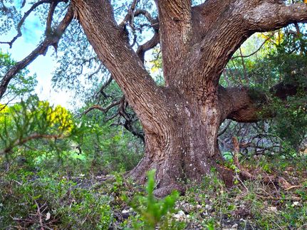 Farm and Ranch for sale in Burnet County, Texas