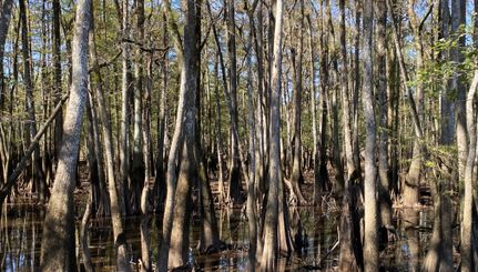 Farm and Ranch for sale in Baldwin County, Alabama