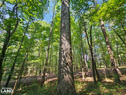 Undeveloped Land in Franklin County, Alabama