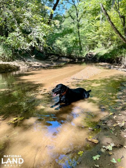 Land for sale in Wilcox County, Alabama