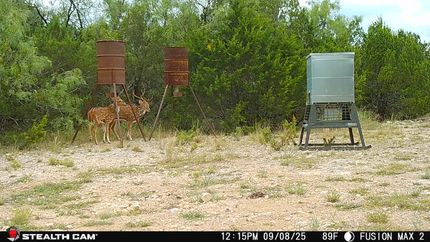 Timberland Property for sale in Sutton County, Texas
