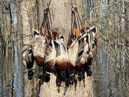 Land for sale in Poinsett County, Arkansas