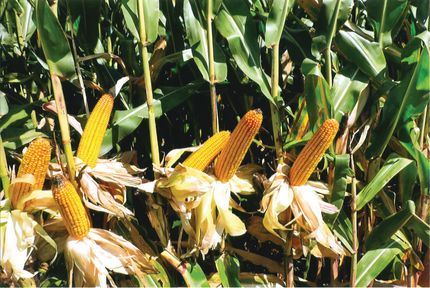 Land for sale in Cass County, Indiana