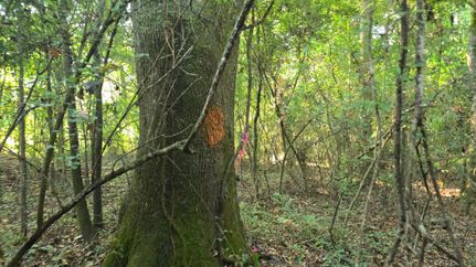 Homesite for sale in Franklin County, Mississippi