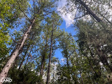 Land for sale in Perry County, Alabama