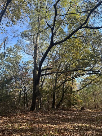 Hunting Property for sale in Pickens County, Alabama