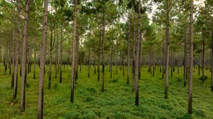 Farm and Ranch for sale in Calhoun County, Georgia