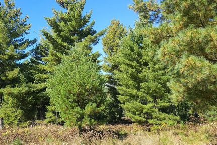 Hunting Property for sale in Bayfield County, Wisconsin
